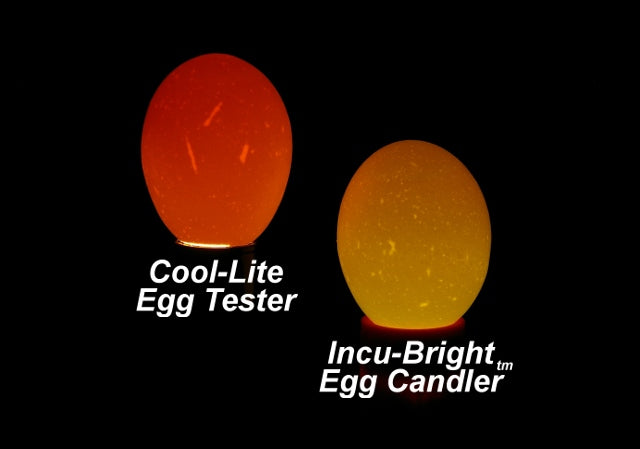 Incu-Bright™ Ultra Bright LED Egg Candler, Incubator Warehouse Exclusive,  Rubber Nesting Ring for Candling Seal, Poultry/Reptile, Easily Identify  Developing & Non-Developing Eggs, Hatching Eggs, Chicken, Quail, Goose,  Duck, Turkey, Pheasant, Bird, 1102